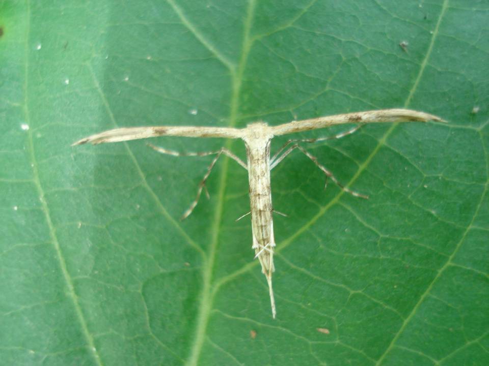 FIGURE 1 FIGURE 1